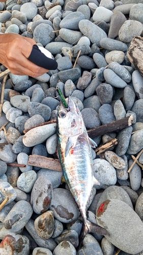 片浜海岸