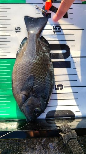 メジナの釣果