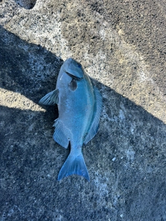 メジナの釣果