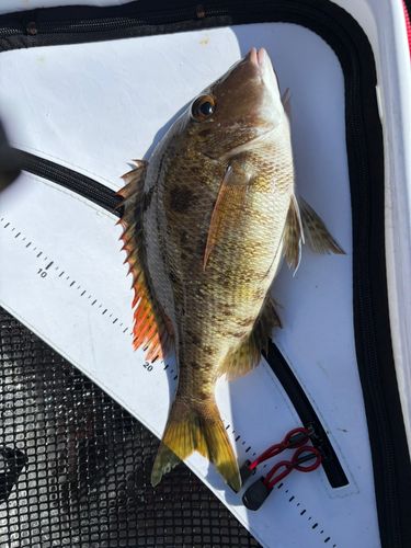 ハナフエフキの釣果