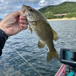 スモールマウスバス