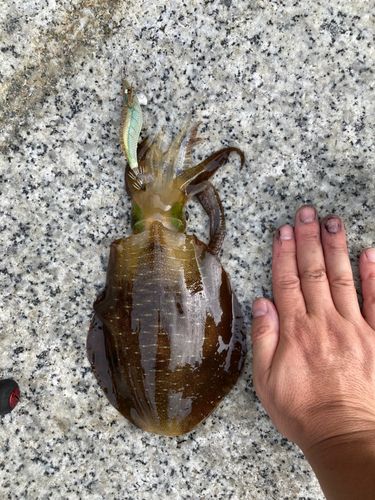 アオリイカの釣果