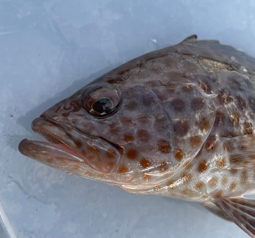 オオモンハタの釣果