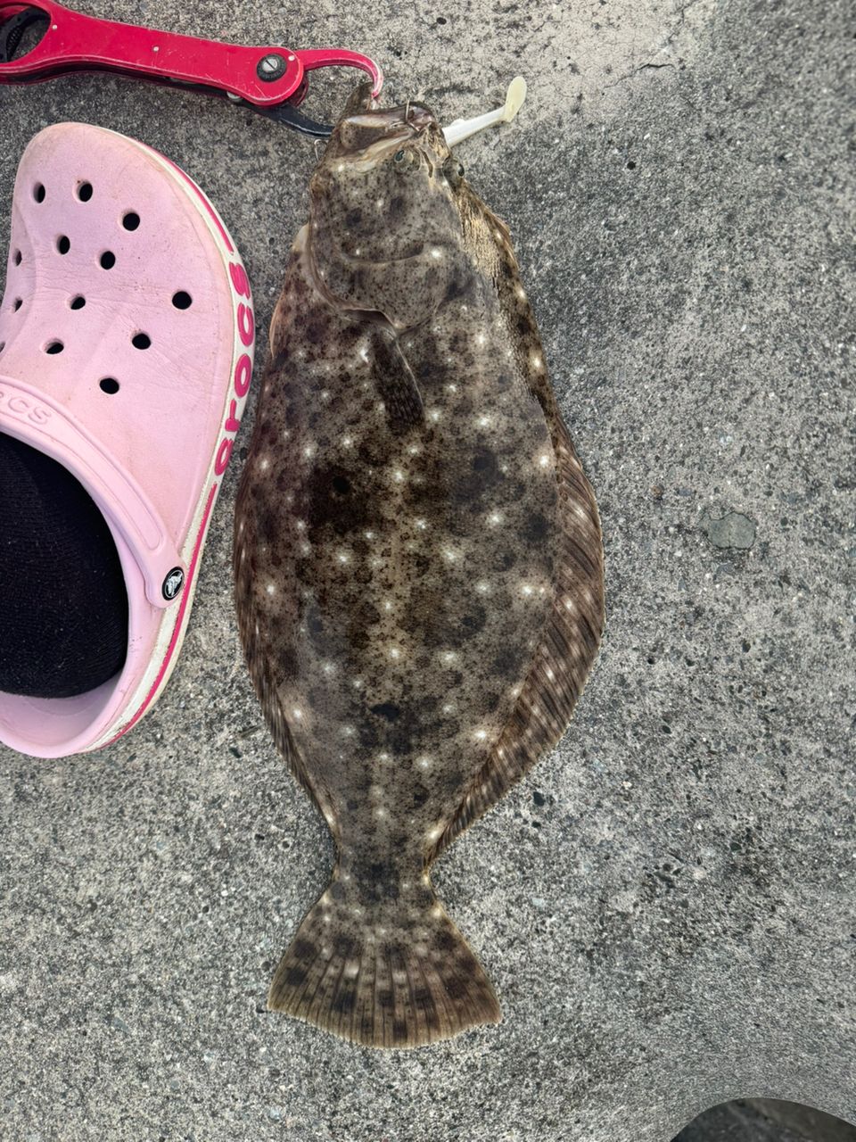 ヒラメ