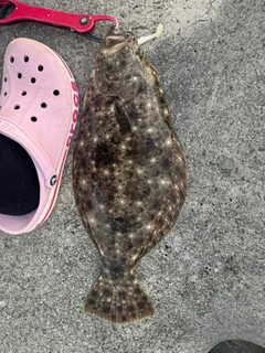 ヒラメの釣果