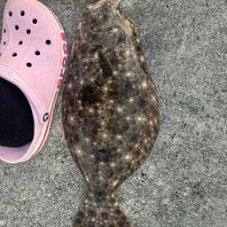 ヒラメ