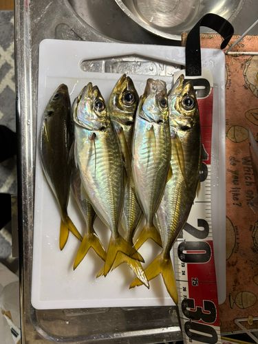 マアジの釣果