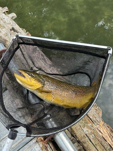 ブラウントラウトの釣果