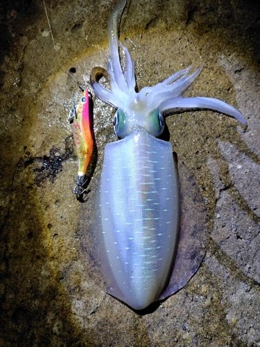 アオリイカの釣果