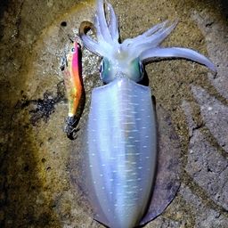 アオリイカ