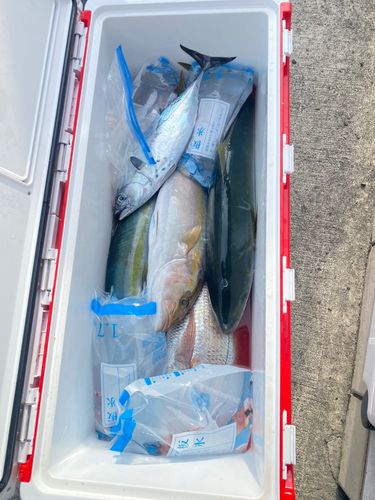 ヤズの釣果