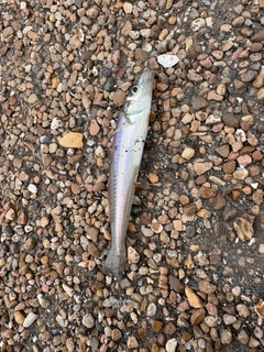 シロギスの釣果