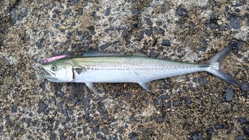 サゴシの釣果