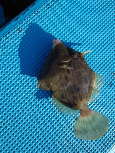 カワハギの釣果