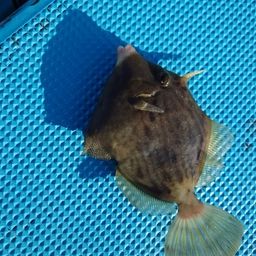 カワハギ