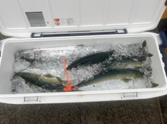 ハマチの釣果