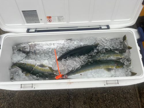 ハマチの釣果