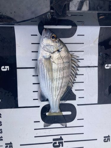 チンチンの釣果