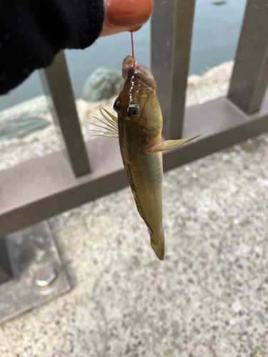 マハゼの釣果