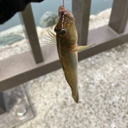 マハゼ