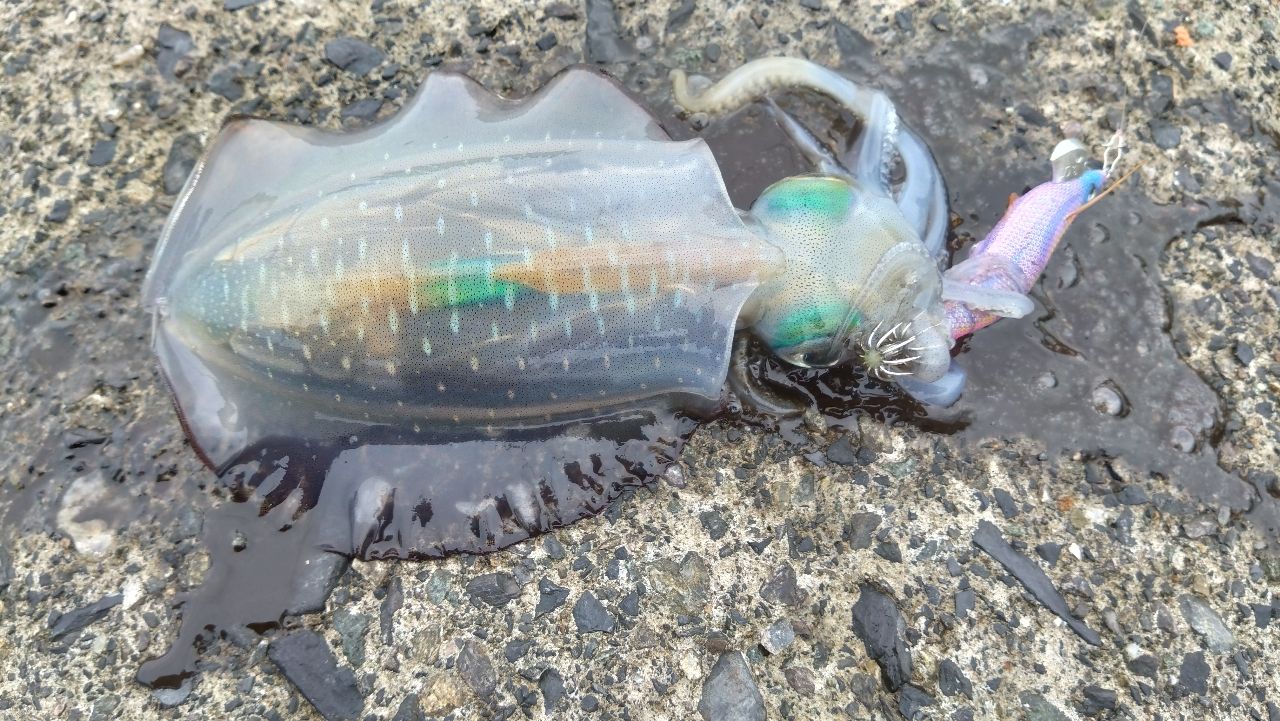 Gamakatsu ラグゼ EG X S86ML-solidの最安値・インプレ・釣果 | 本音の