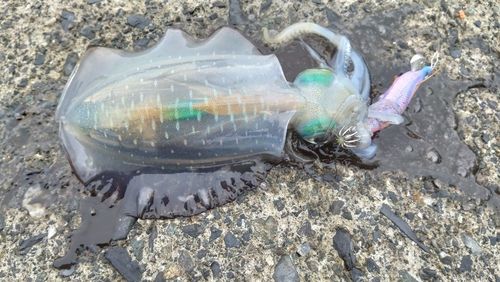 アオリイカの釣果