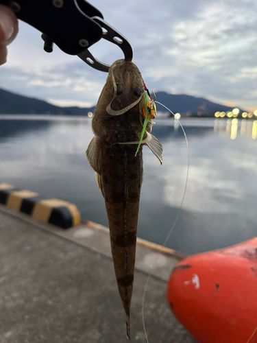 マゴチの釣果