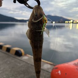 マゴチ