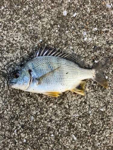 キビレの釣果