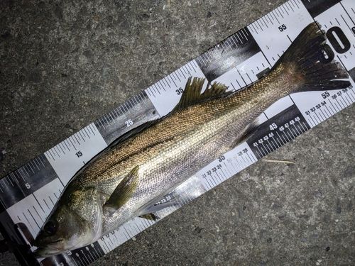 スズキの釣果