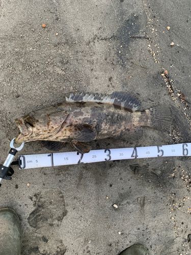 チャイロマルハタの釣果