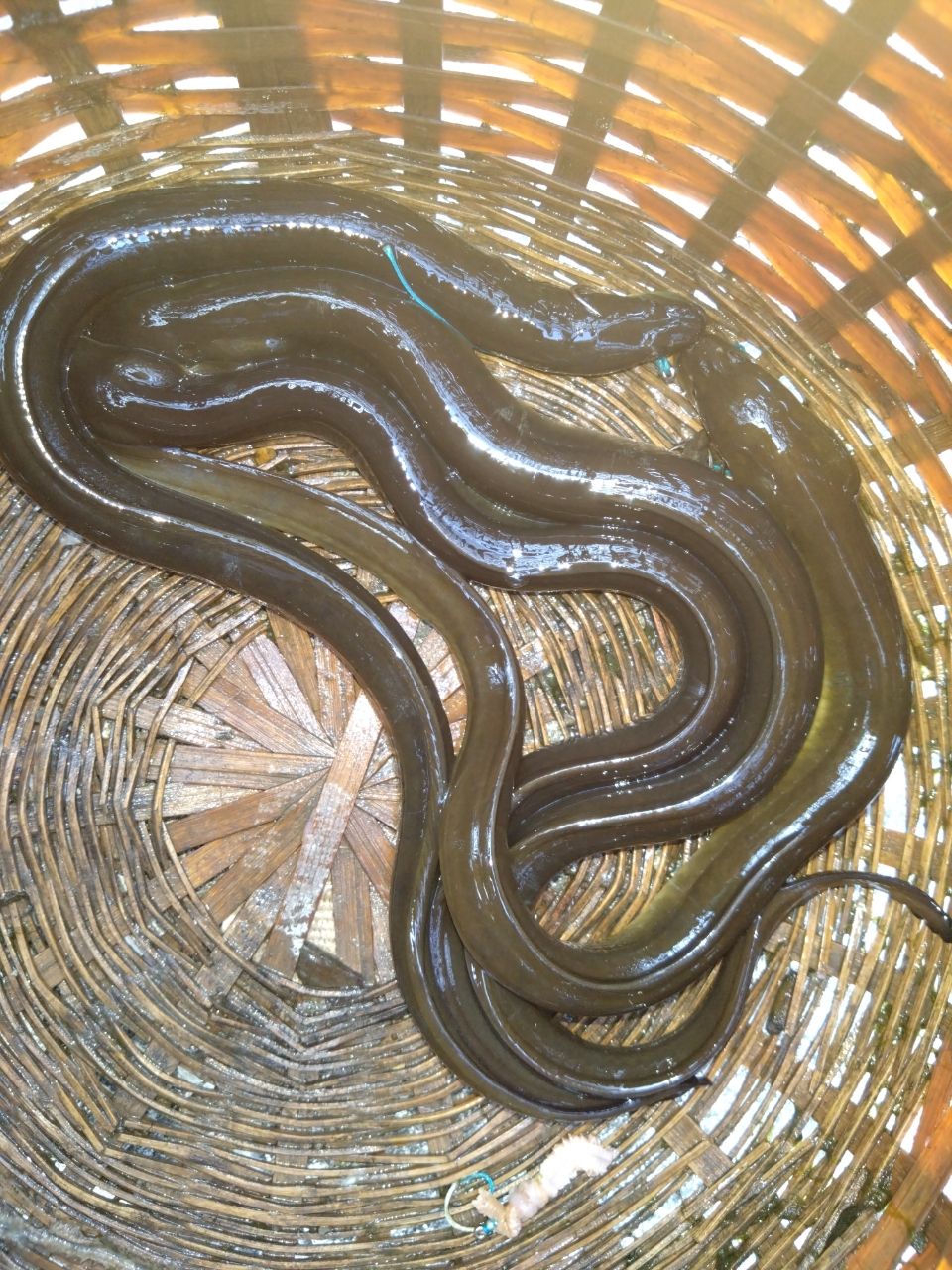 ウナギ