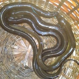 ウナギ