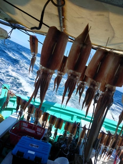 スルメイカの釣果