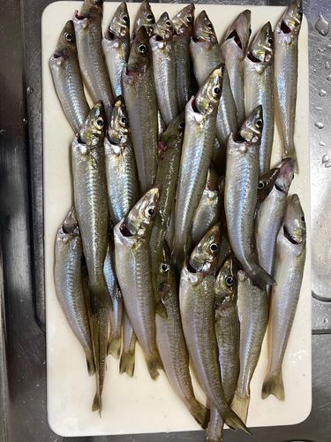 キスの釣果