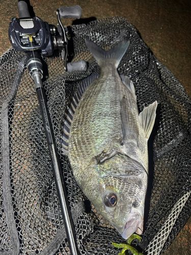 クロダイの釣果