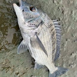 クロダイ
