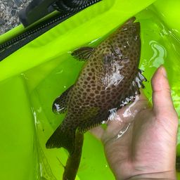 オオモンハタ