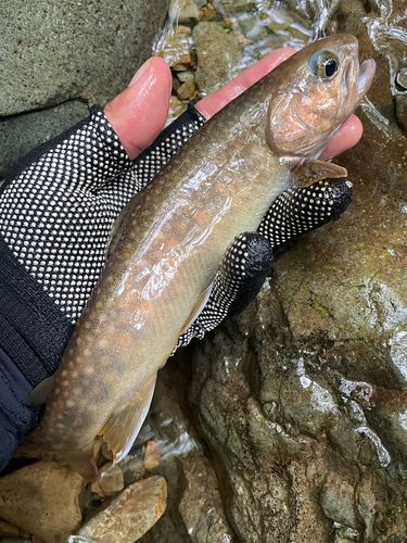 イワナの釣果