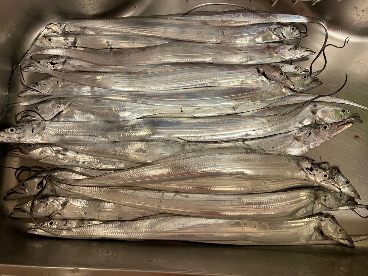 iwamocciさんの釣果 1枚目の画像