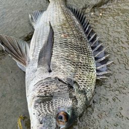 クロダイ