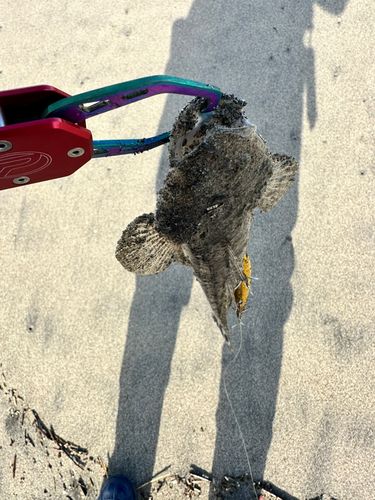 マゴチの釣果