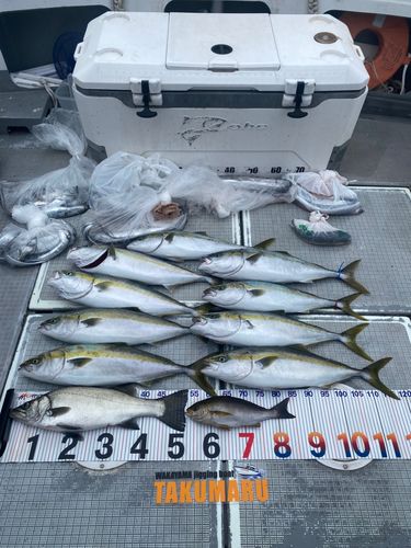 ハマチの釣果