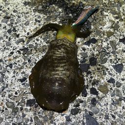 アオリイカ