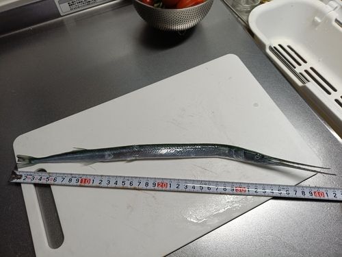 サヨリの釣果