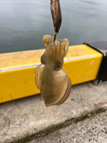 コウイカの釣果