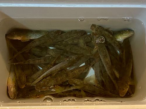 マハゼの釣果