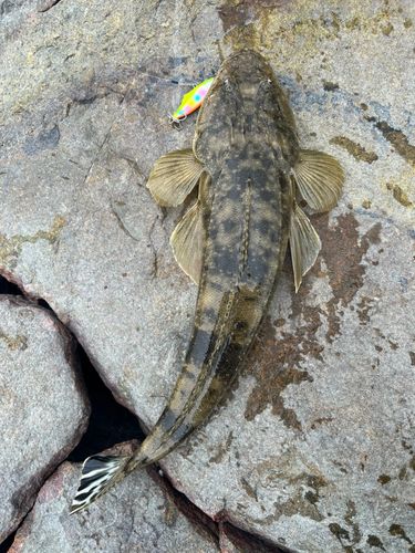 コチの釣果