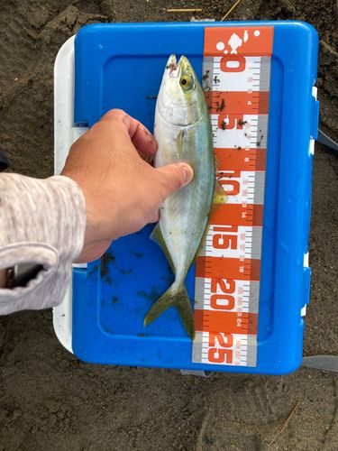 ワカシの釣果