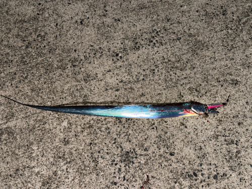 タチウオの釣果